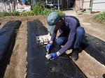 好天の中，春ジャガイモの穴開き黒マルチ畝への植え付け作業