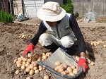 好天の中，平成３０年の春ジャガイモの収穫作業