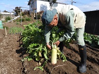 大寒を迎えた頃には肥大した根を収穫