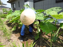 といもがらの収穫