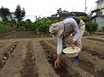 秋ジャガイモの種芋を植え付け