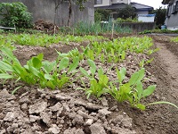 一晩水に浸け，３日間冷蔵庫でと発芽促進策を施し発芽揃ったホウレンソウ