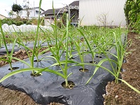 種球の薄皮を剥き植え付け発芽がきれいに揃ったニンニク