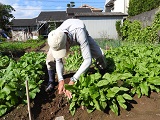 次郎丸ホウレンソウの収穫