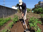 根元へ追肥を施し土寄せ