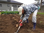 鍬を用い秋ジャガイモを収穫