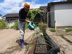 夏の日差しを防ぐため黒の寒冷紗内で育苗を