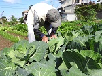 葉面のアオムシの捕殺作業