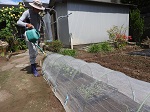 寒冷紗内の苗に毎日ジョウロでかん水