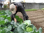 畑を播いてから４カ月目に初物の冬キャベツの収穫を