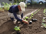 畑への自家育苗苗の定植作業