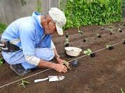 １０月上旬育苗した苗をほ場に定植