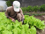 令和２年のなっぱの収穫