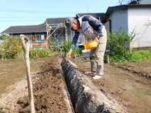 ゴボウ種播き溝－４０㌢を掘り上げ元肥を