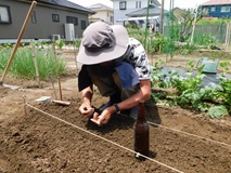 オクラの種を点播き