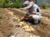 春ジャガイモを掘り上げ収穫