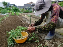 自家育苗したネギの苗を定植