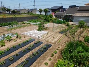 令和７年６月１日／現在のほ場遠景