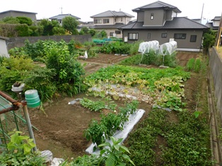 ７月の第二日曜日、令和７年７月１３日／現在のほ場遠景
