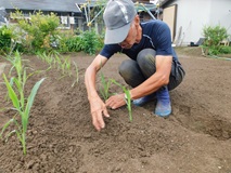 ２期作目のトウモロコシ苗を定植