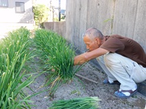 葉物野菜が不足する中ニラを収穫