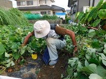 伸びたからいもの蔓返し