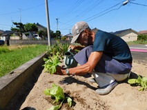 車庫脇に白菜の苗を定植