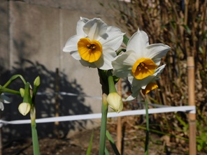 １２月中旬になり、花言葉にうぬぼれ・自己愛・尊敬・報われぬ恋がある「水仙」の花が咲き出しました