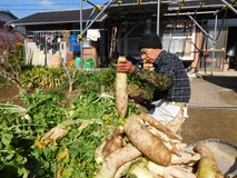 大根を掘り上げ干し大根の準備