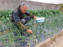 タマネギに追肥を施す