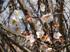 ２月中旬になり、梅の花が咲き出しました