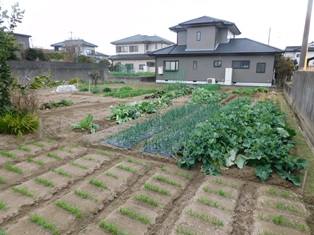 令和８年２月１日／現在のほ場遠景