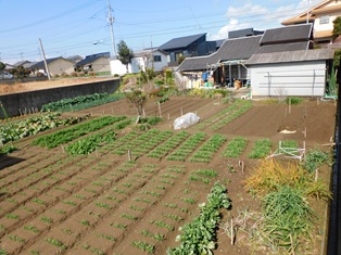 令和８年２月１５日／現在のほ場遠景