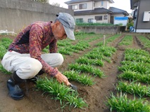 伸びてきた緑肥のエンバク