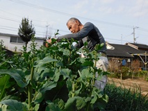 今春ものらぼう菜の花芽を収穫