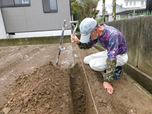 短形自然薯種芋植付用に溝を掘り上げる
