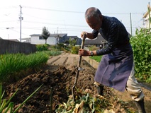 のらぼう菜を残渣穴３個に埋設処分