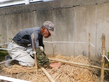 ミョウガの上に敷きわらを敷設