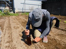 春大根の種を点播き