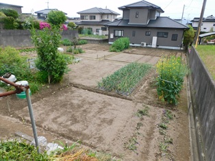 令和８年４月１２日／現在のほ場遠景