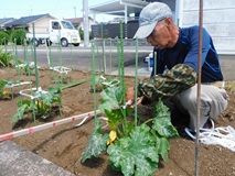 行灯囲みを外しズッキーニを紐で囲む