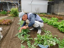 春大根の間引き作業