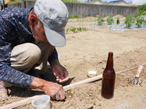 モロッコの種をビール瓶の底を押し当て点播きする
