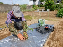 トマト苗を定植