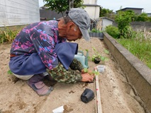 自家育苗したズッキーニの苗を定植