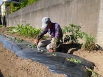 からいも苗を差し込む