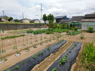 美味しい収穫 Fig food review] We harvested the suspicious yellow figs and found