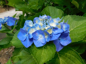梅雨入りした中、咲く紫陽花の花。土壌のＰＨ値で色が変わり、冷淡・無情・辛抱強い愛情の花言葉がある