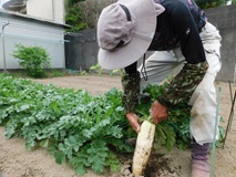 春大根を収穫