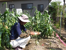 防獣対策を施した中トウモロコシの収穫